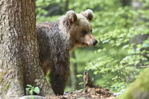 Ours brun<br>NIKON D4, 500 mm, 11400 ISO,  1/800 sec,  f : 5.6 